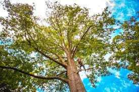 Best Weed Control  in Marietta, GA