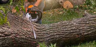 Lawn Renovation and Restoration in Marietta, GA