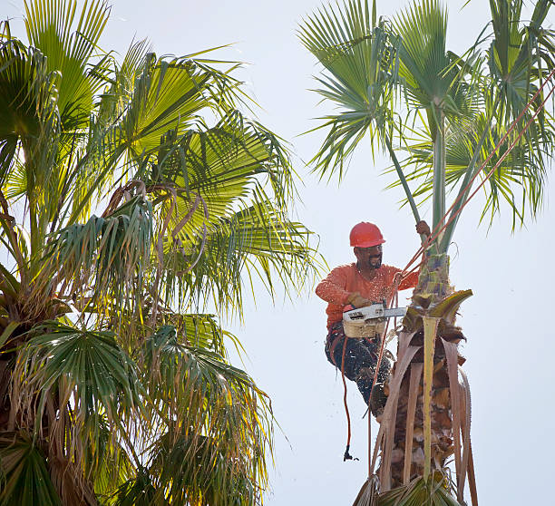How Our Tree Care Process Works  in  Marietta, GA